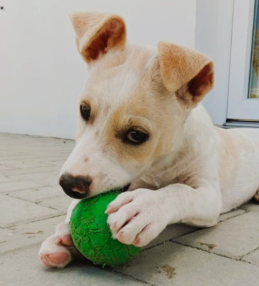 Basti